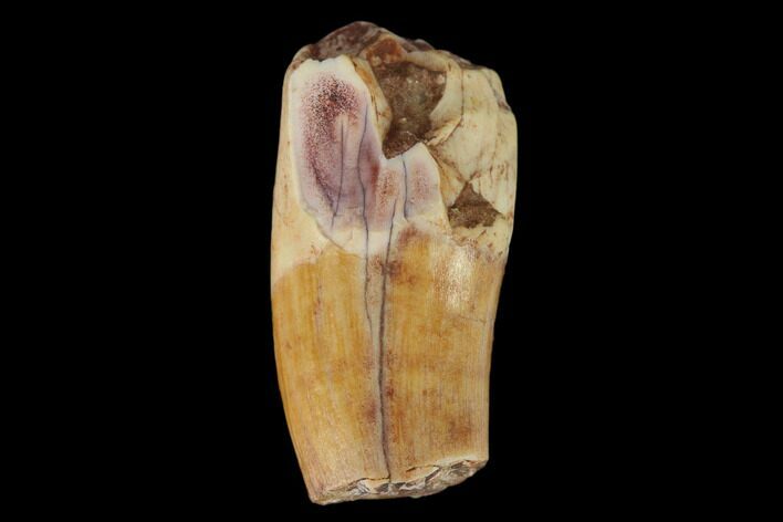Partial, Fossil Phytosaur Tooth - New Mexico #133353